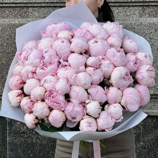 51 розовый пион Сара Бернар