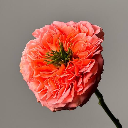 Пионовидная роза Мандарин «Растим»