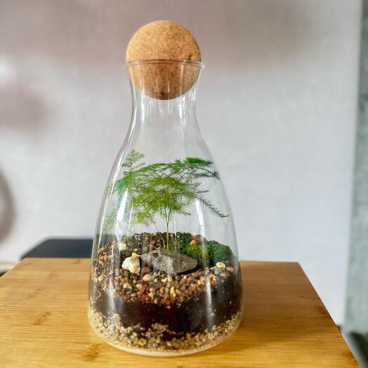 Флорариум закрытый с аспарагусом и живым мхом