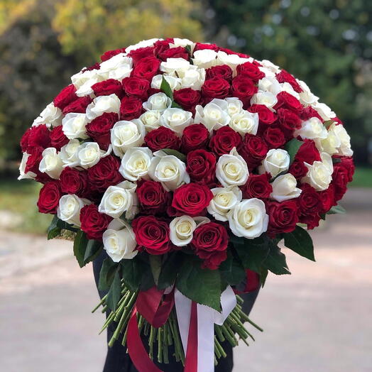 151 mix roses