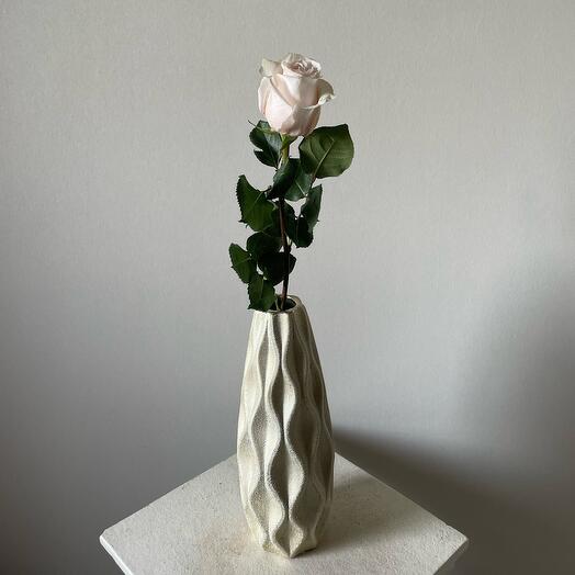 Роза помароса