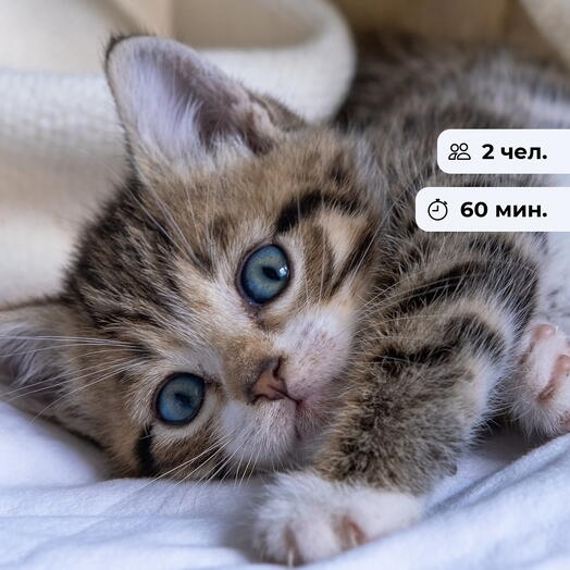 Кис-Кис. Посещение котокафе