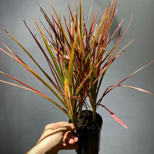 Драцена Колорама