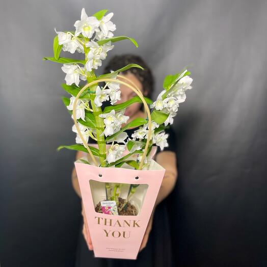 Орхидея большая белая дендробиум в подарочной упаковке НеПростоЦветы