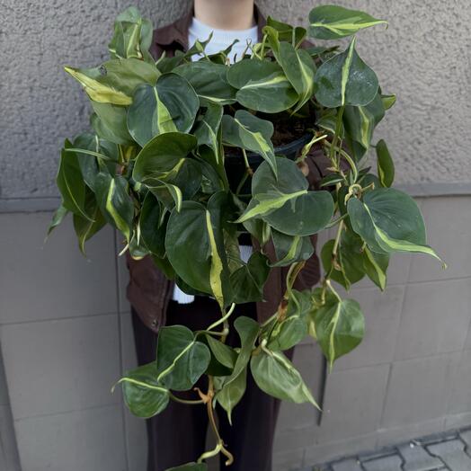 Planta de interior Epipremnum