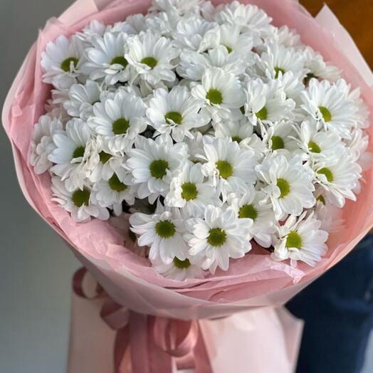Dutch Chrysanthemum