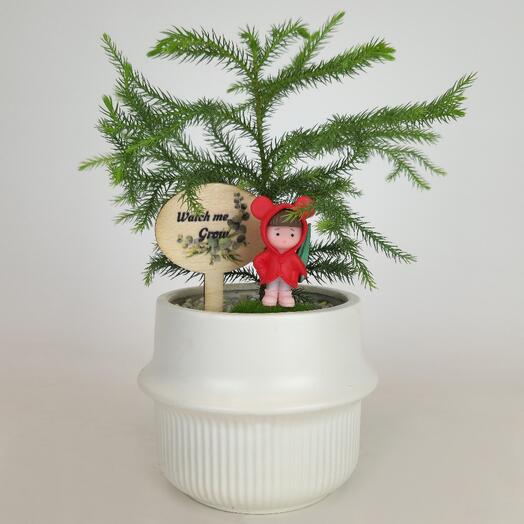 Бонсай Араукария в горшке