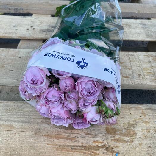 Розы кустовые пионовидные Лавендер 40 см в пачке (15 шт)