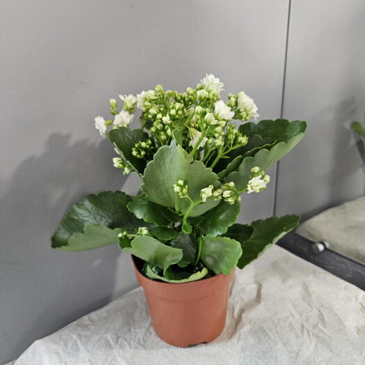 Каланхое белый