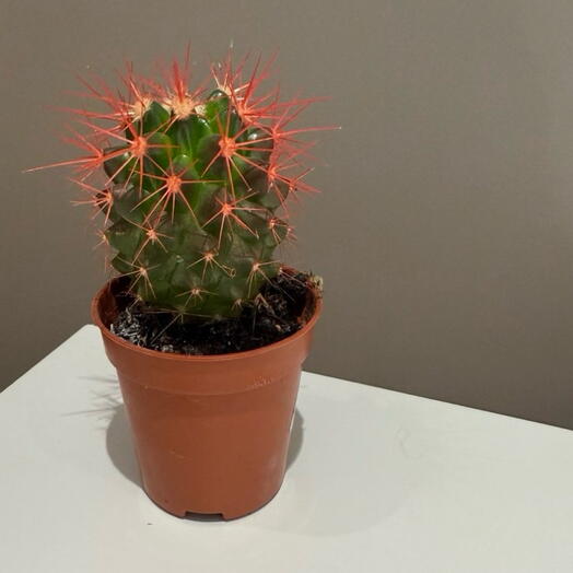 Комнатное растение Эуфорбия Тригона Рубра