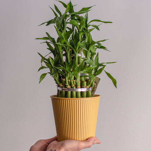 Драцена Лакки Бамбук в горшке