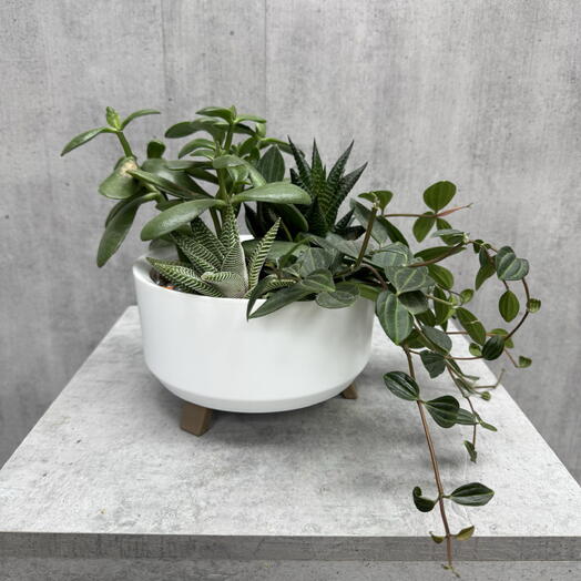 Флорариум из суккулентов в кашпо на ножках