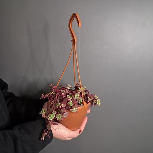 Крассула Маргиналис зелено-красная