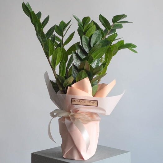 Заміокулькас "доларове дерево", одне з найлегших рослин