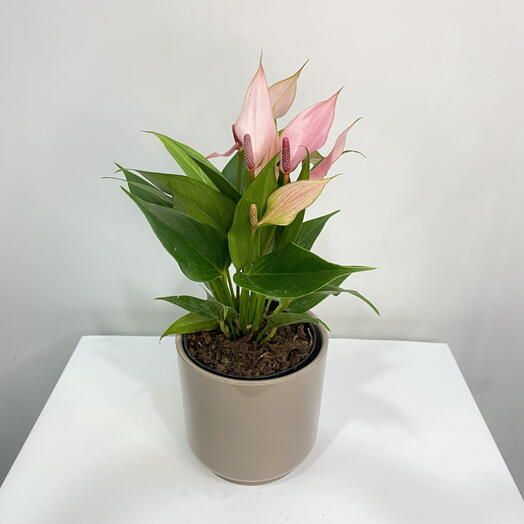 Planta de interior Anthurium Lily en maceta decorativa con bolsa de regalo