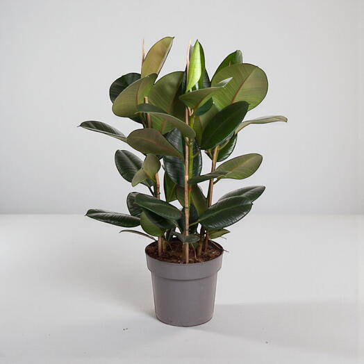 Ficus elastica ‘Robusta