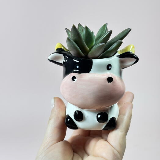 Суккулент в керамическом кашпо маленькая Му ️