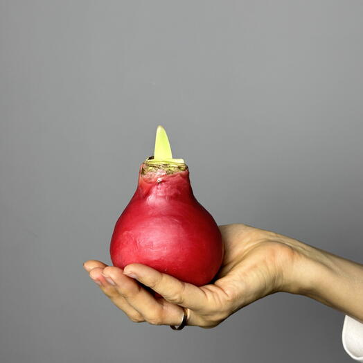 Луковица амариллиса в воске