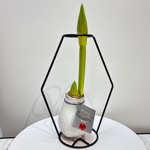 Луковица Амариллиса в воске ( красный цветок ) в металической оправе