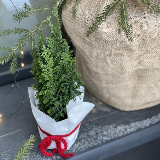 Туя в горшочке