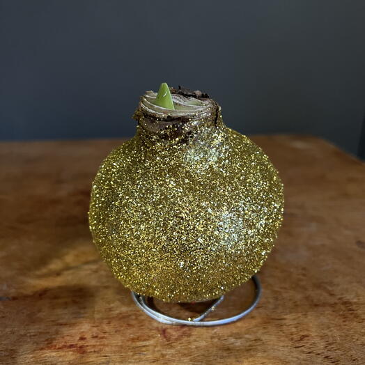 Амариллис в воске золотой в глиттере