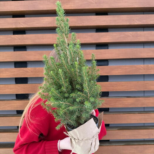 Комнатное растение «Елочка»