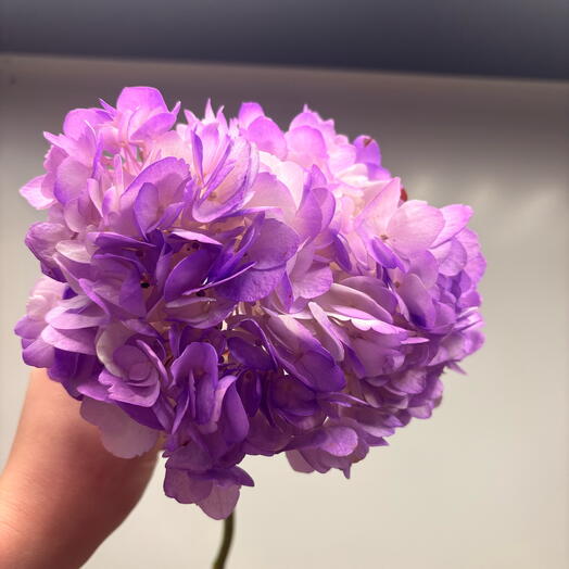 Гортензия фиолетовая 💜
