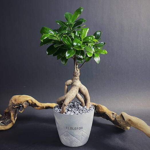 Дерево Фикус Гинсенг бонсай в сером кашпо