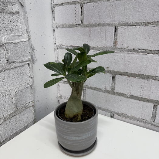 Адениум в керамическом кашпо