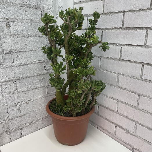 Крассула Овата Голум