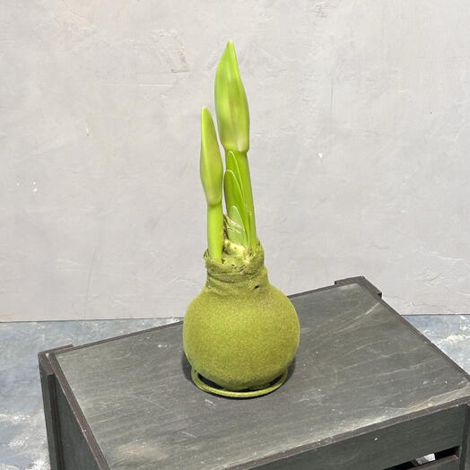 Луковица амариллиса в бархате