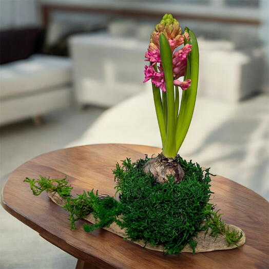 Гиацинт в кокедаме цветочная композиция