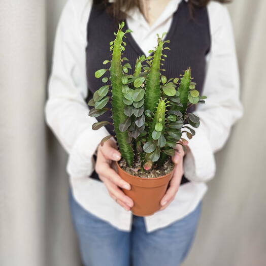 Эуфорбия Тригона Рубра (Молочай) 
Euphorbia Trigona Rubra