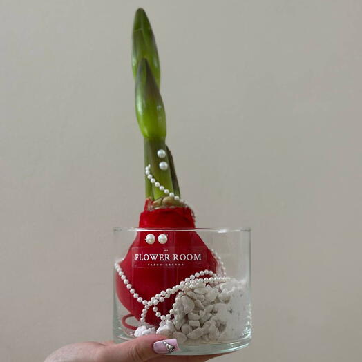 Амариллис Красный в стекле