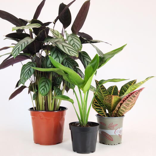 Набор растений для кухни (Калатея, Стрелиция, Кротон), 3 шт