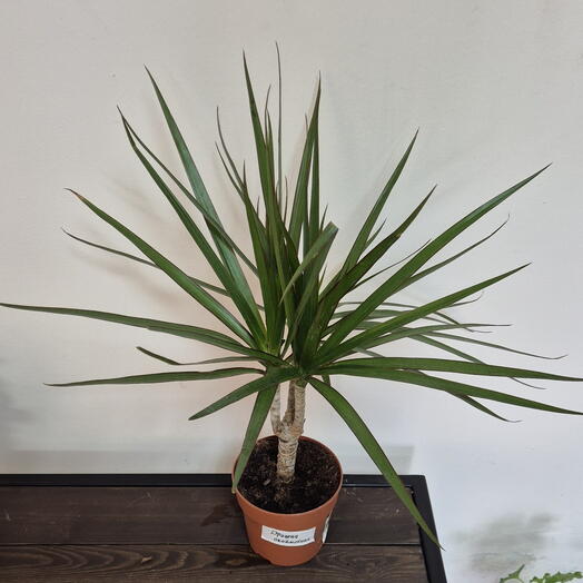 Комнатное растение "Драцена окаймленая"