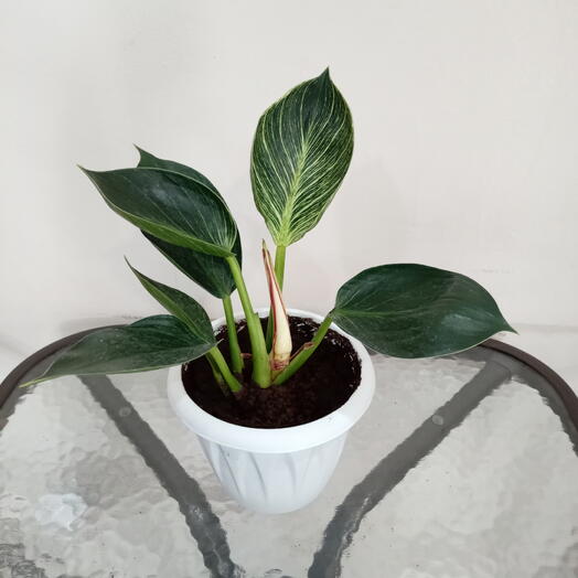 Комнатное растение филодендрон Биркин  32 см