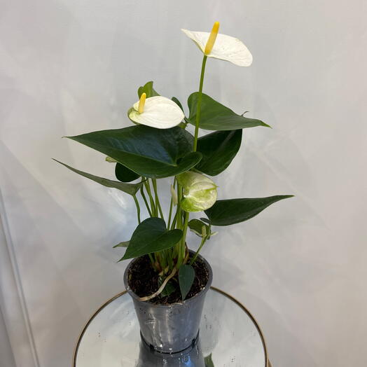 Антуриум белый