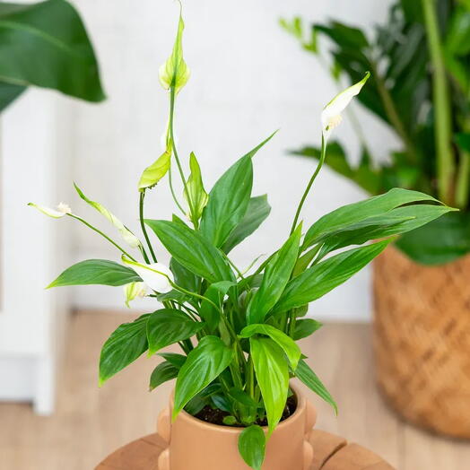 Spathiphyllum pequeño