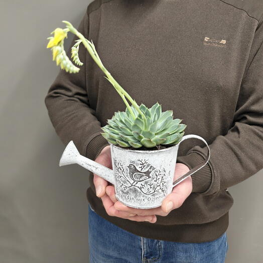 Комнатное растение эйчеверия в лейке