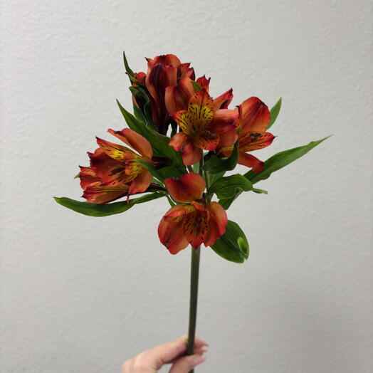 Альстромерия