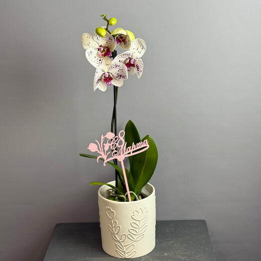 Орхидея -фаленопсис белая с пятнышками и язычком яркая фуксия в стилном белой керамике 💗🤍