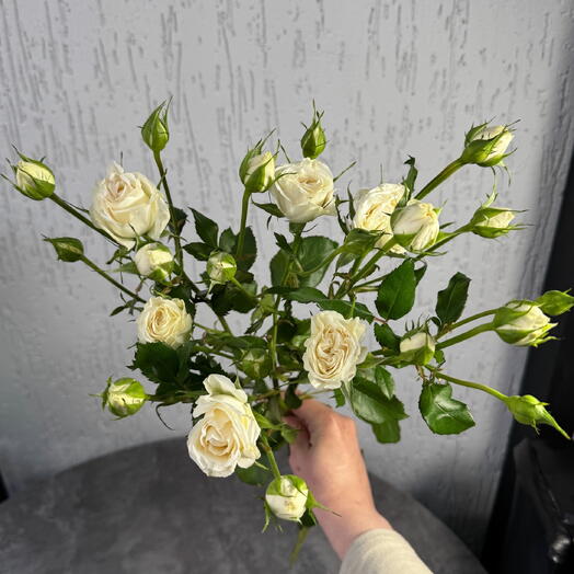 Роза кустовая белая