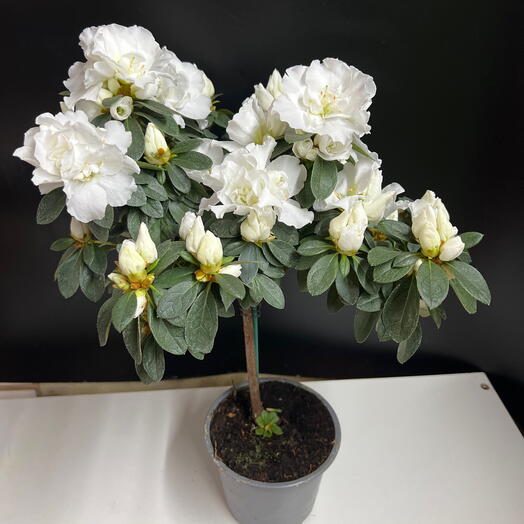 Азалия белая деревце
