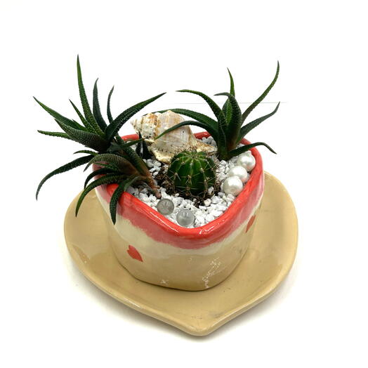 Композиция из хавортий и кактусёнка (Haworthia, Mammillāria) в керамическом сердце с декором из цветного грунта, бусин и ракушки