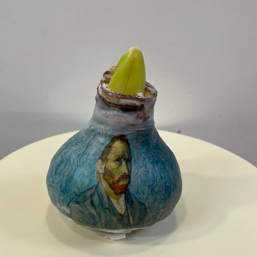 Луковица Аммарилиса 3