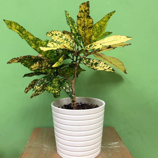 Кротон, кодиум (Codiaeum) в керамическом горшке