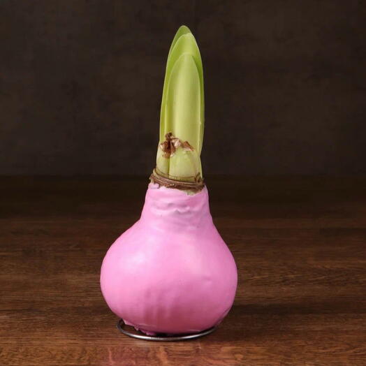 Амариллис в воске (розовый)