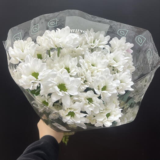 Пачка хризантемы кустовые Бакарди ромашковые ( 5 шт)