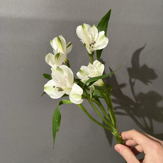 Альстромерия (white)